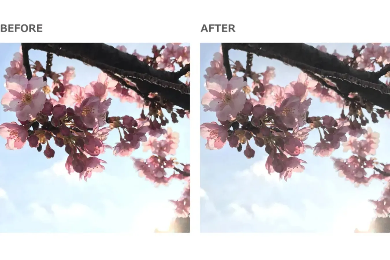 【お花見・SNS映え】スマホで簡単・キレイに桜の写真を撮るコツ_3379157