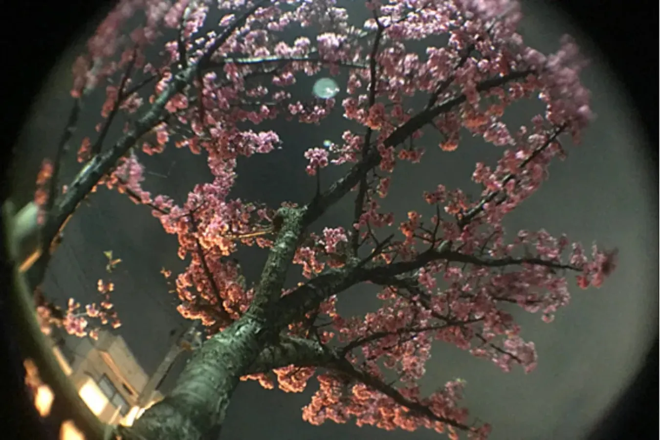 【お花見・SNS映え】スマホで簡単・キレイに桜の写真を撮るコツ_3379159