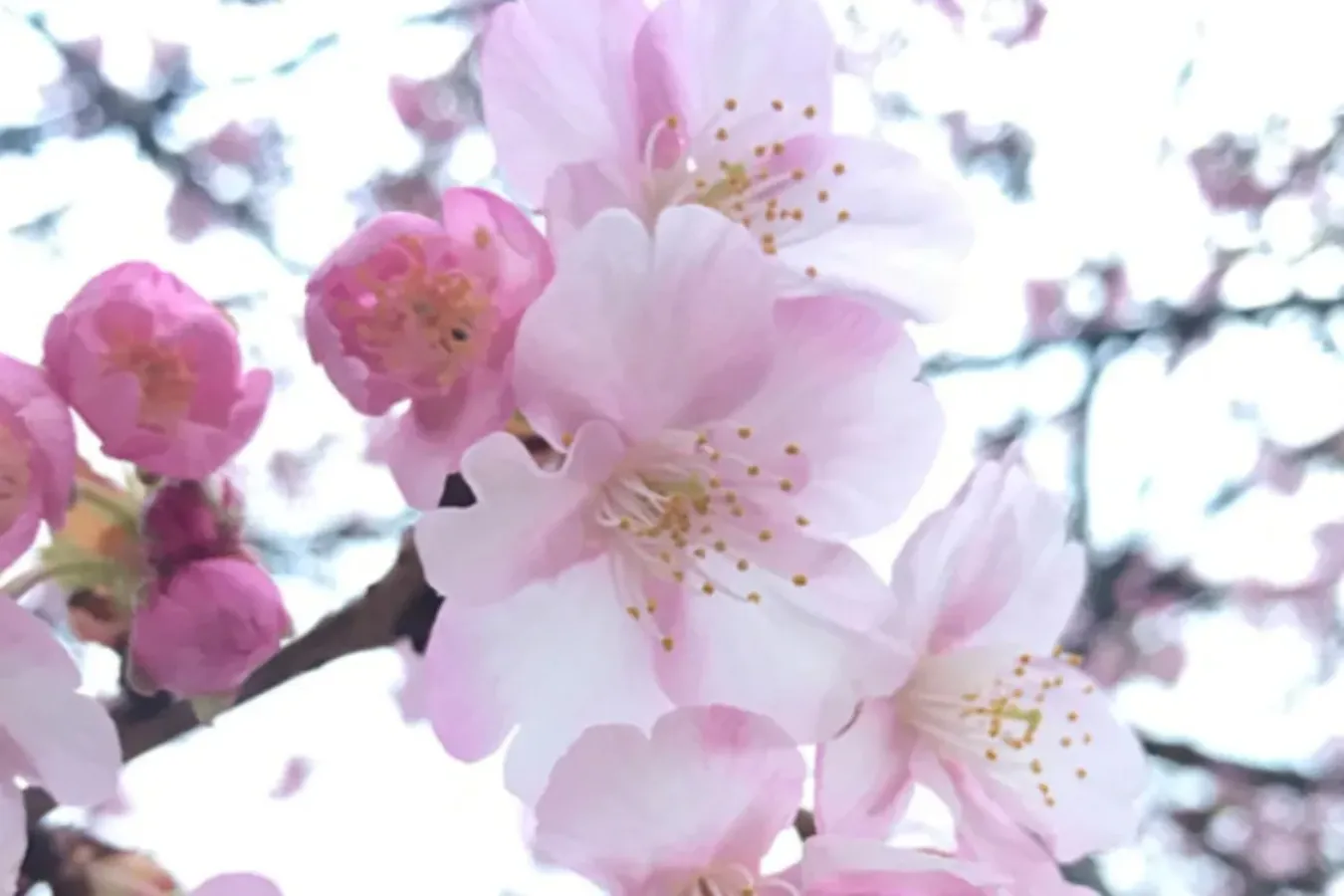 【お花見・SNS映え】スマホで簡単・キレイに桜の写真を撮るコツ_3379160