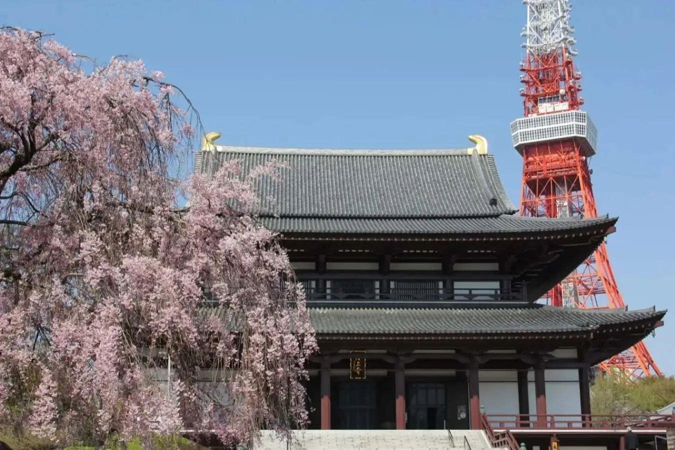 ▲桜