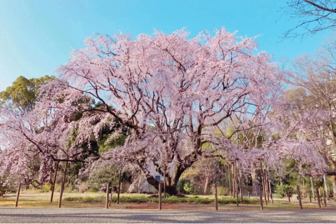 ▲しだれ桜