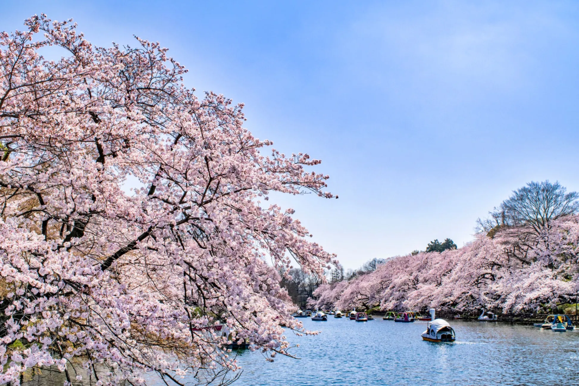 【お花見・SNS映え】スマホで簡単・キレイに桜の写真を撮るコツ