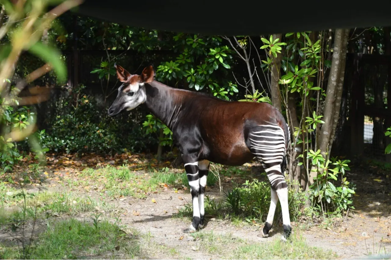 ▲オカピ（写真提供：よこはま動物園ズーラシア）