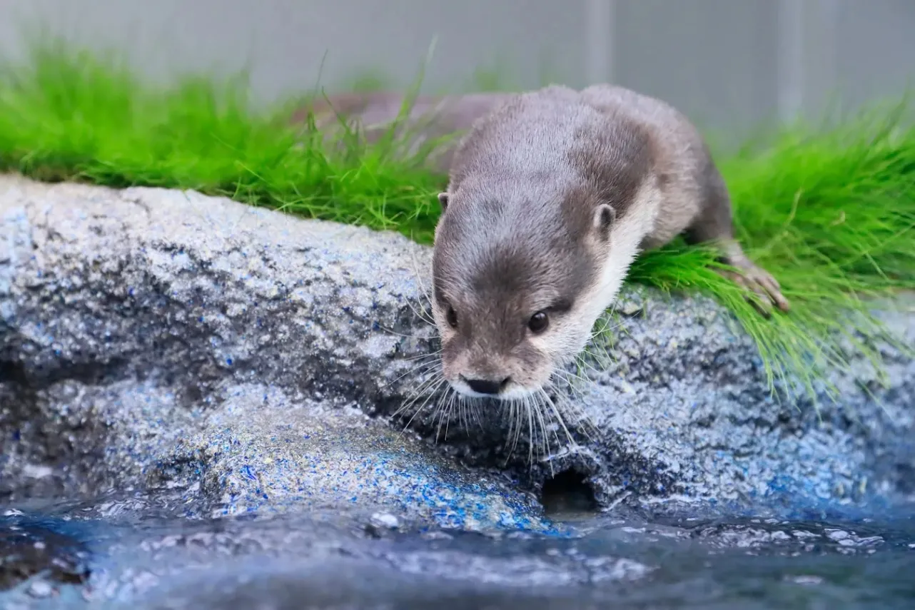 ▲カワウソたちの水辺