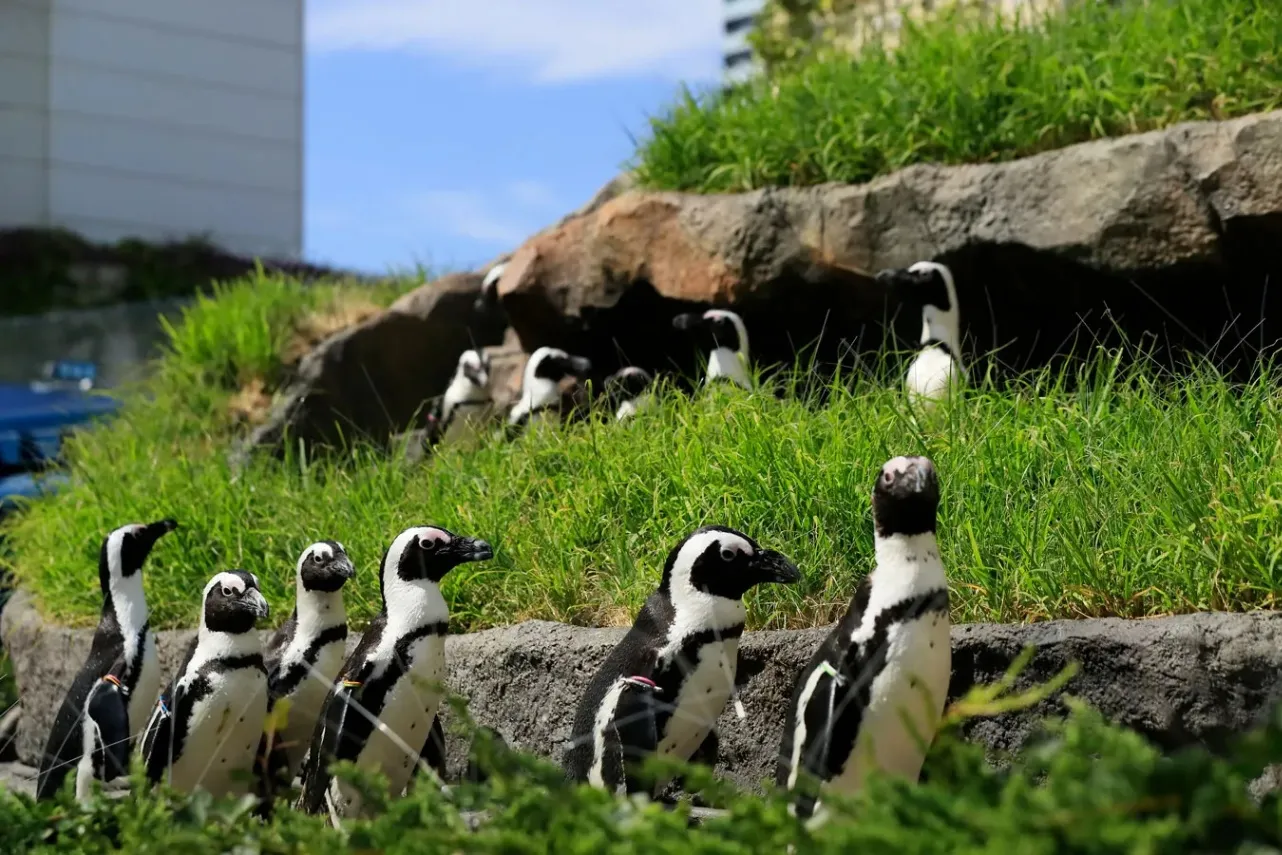 ▲草原のペンギン