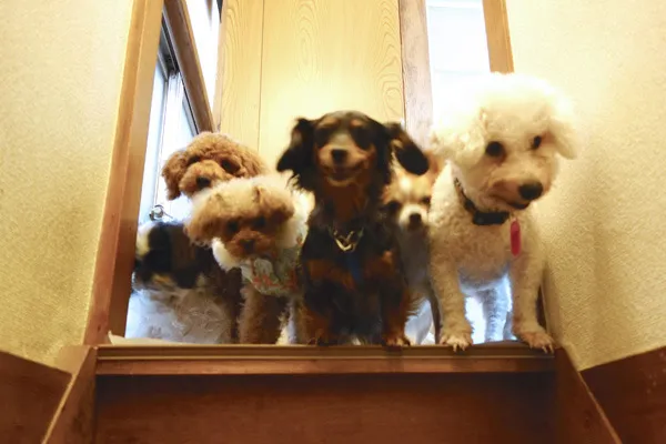 1/11はワンワンワン！完全予約制の犬カフェでわんこまみれになる