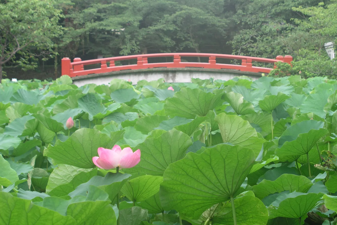 ▲源氏池の蓮