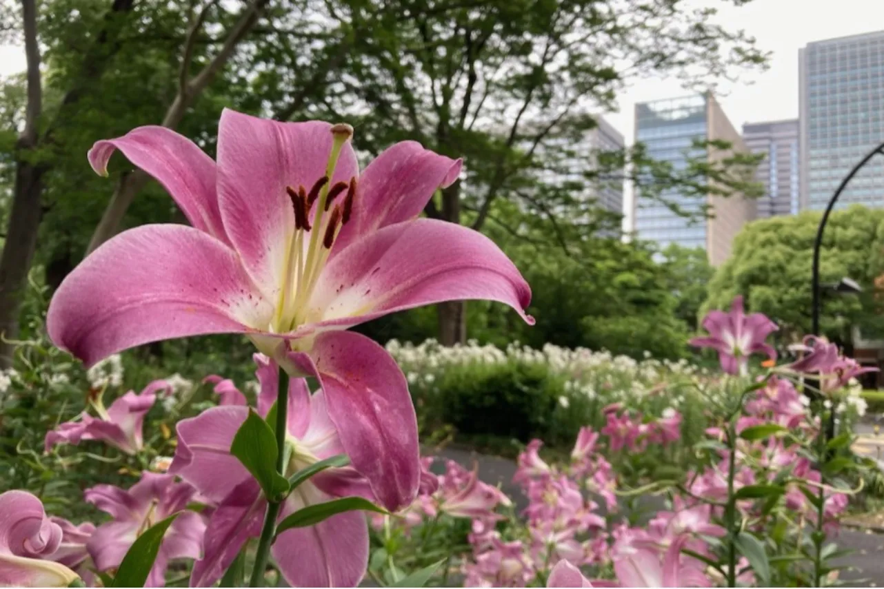 ▲写真提供:東京都公園協会