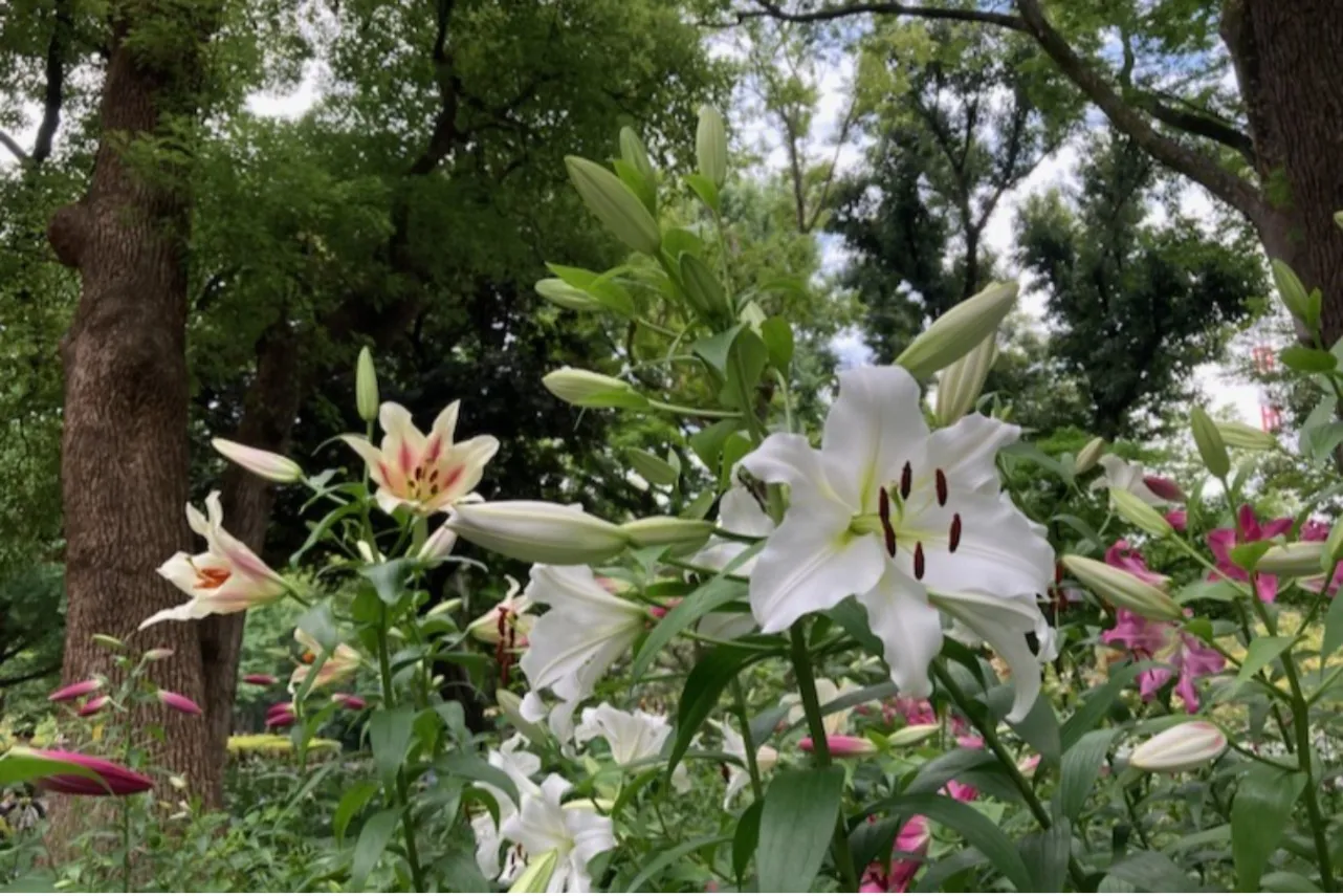 ▲写真提供:東京都公園協会