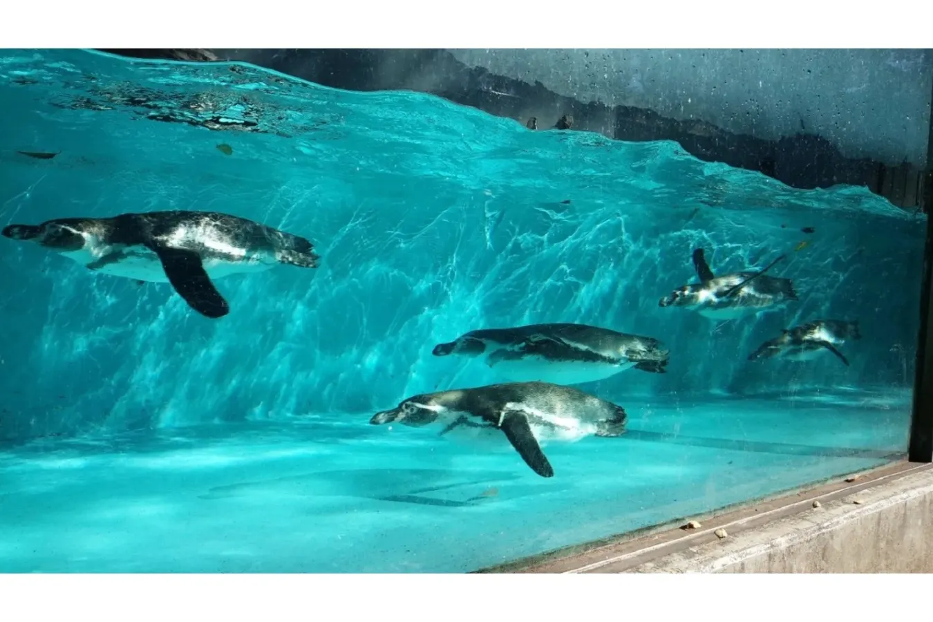 ▲フンボルトペンギン