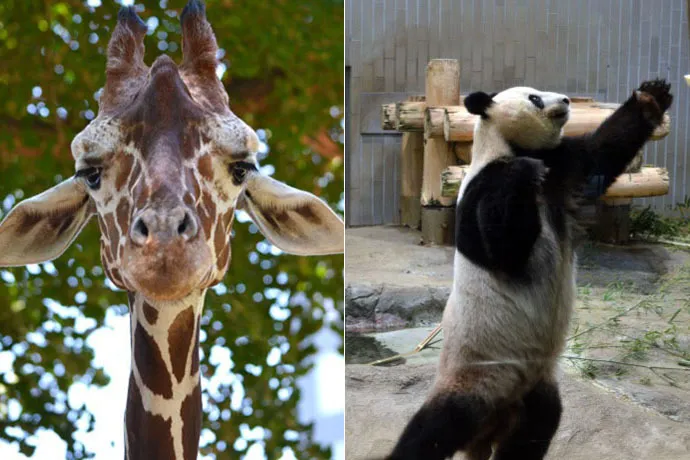 朝イチがおすすめ！上野動物園のベストな回り方