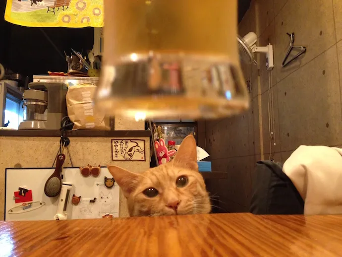 2匹の看板ネコとまったりお好み焼きを食せる、 阿佐ヶ谷のリビング「猫の助」