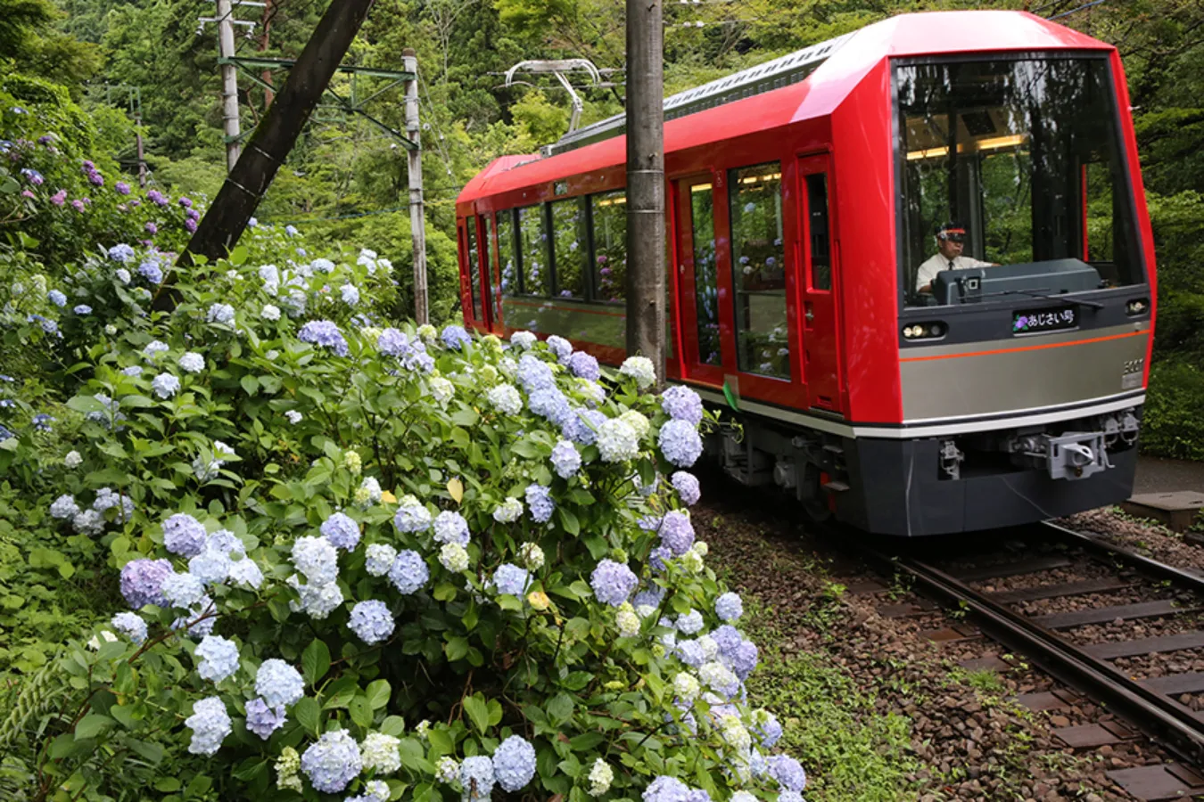 箱根あじさい電車も!箱根「あじさいの名所」3選【2025】_2488923