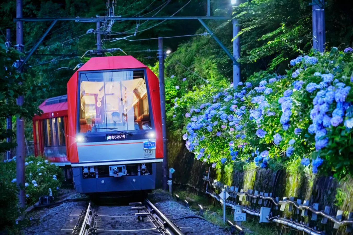 箱根あじさい電車も!箱根「あじさいの名所」3選【2025】_2488924
