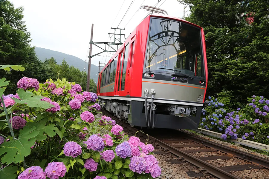 箱根あじさい電車も!箱根「あじさいの名所」3選【2025】_2488925