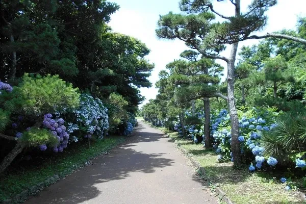 神奈川のあじさい名所まとめ