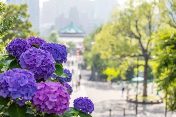 東京のあじさい名所まとめ