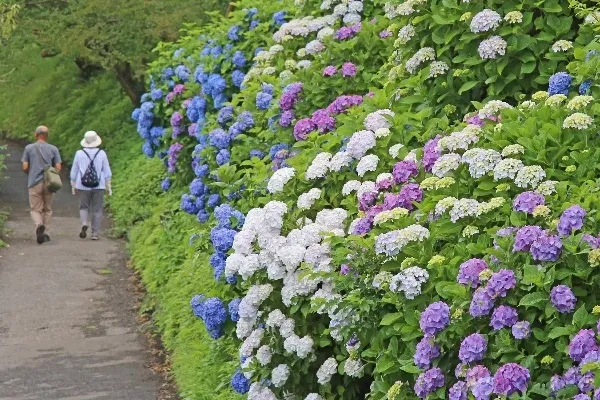 関東のあじさい名所まとめ