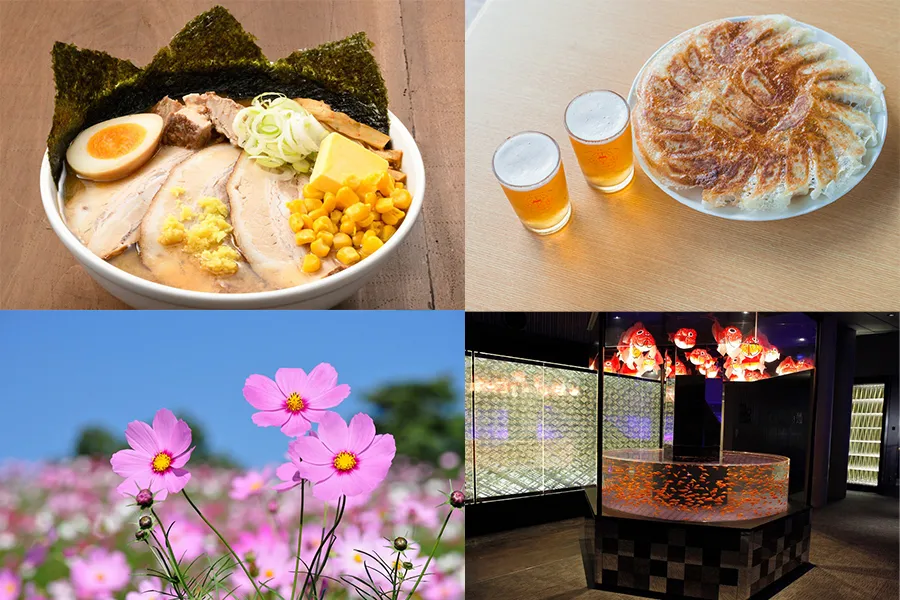 大人気の北海道展にコスモス祭りも♪秋のイベントが目白押し！東京イベントランキング【2019年9月7日版】