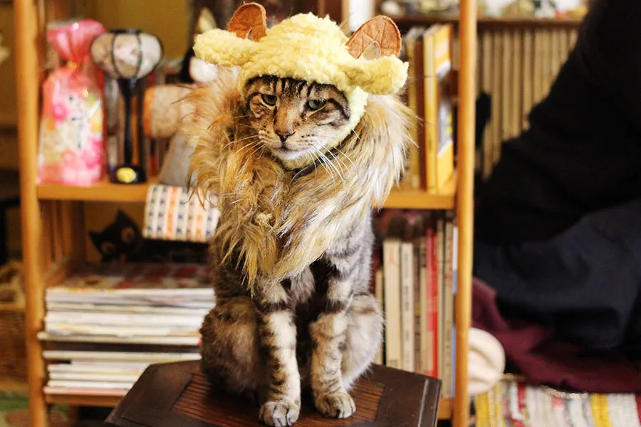 【なにその顔】面白かわいい看板猫が癒しまくり！まるでネコと自宅にいるかのような至福のカフェ3選