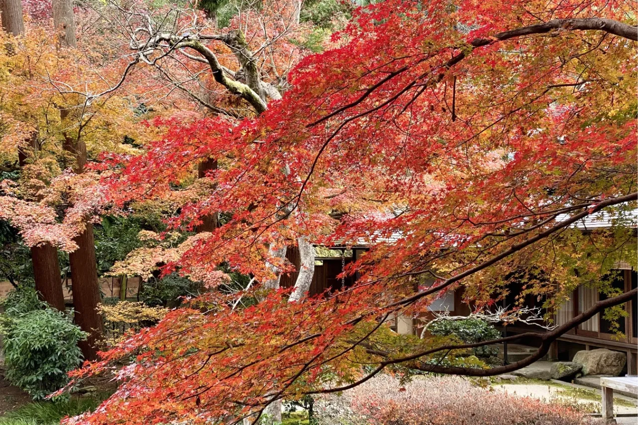 ▲明月院 紅葉(写真提供:鎌倉市観光協会)