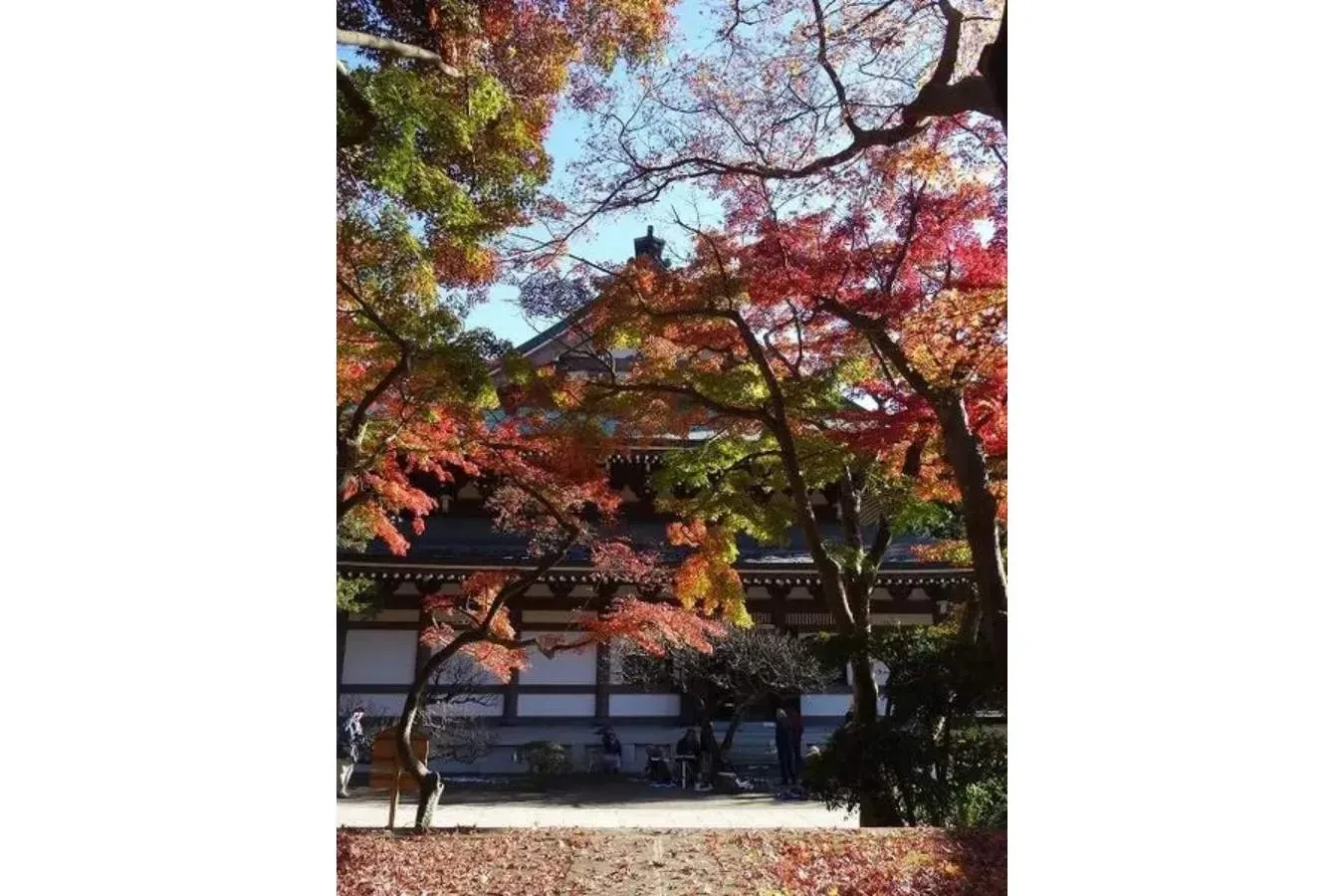 ▲居士林の紅葉景観