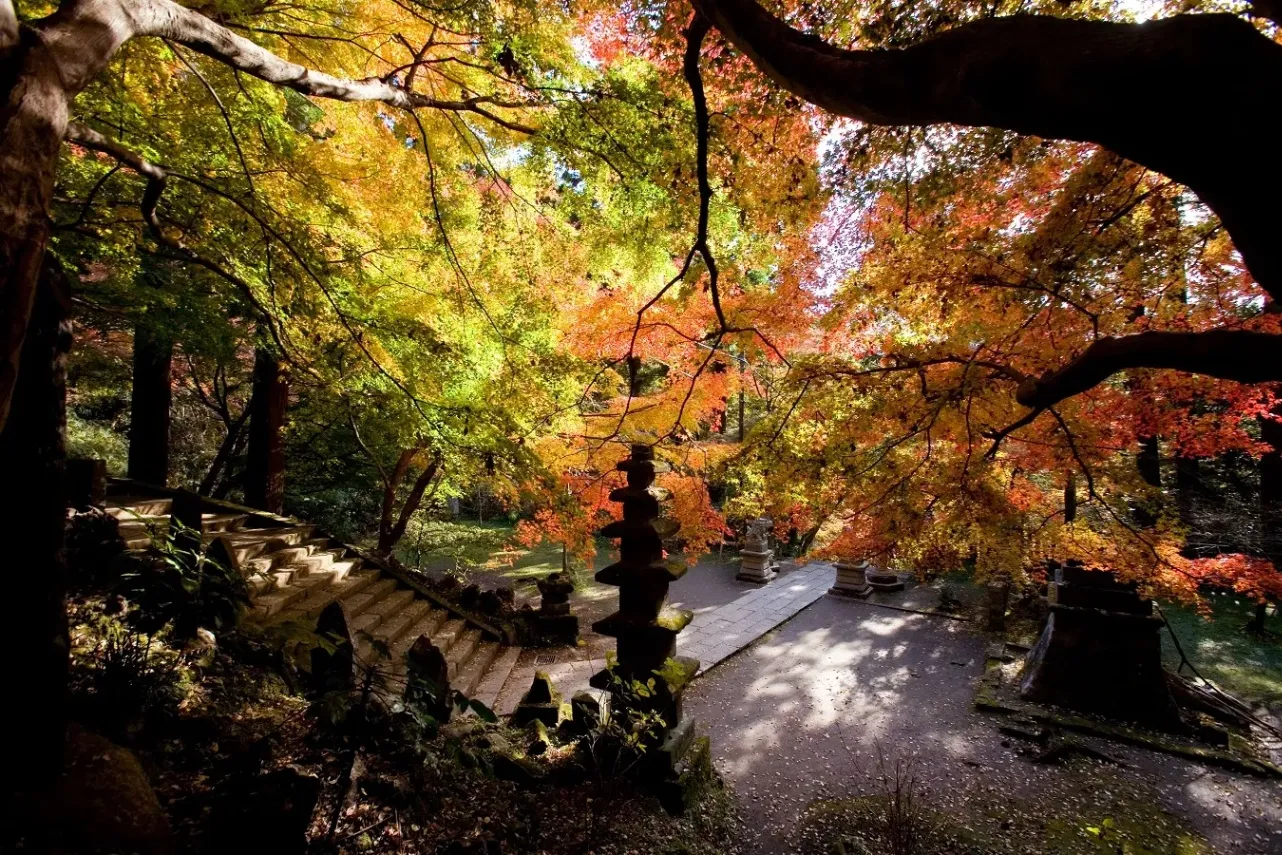 【2026】鎌倉「紅葉」の名所8選！見ごろやライトアップ情報も紹介_4116202
