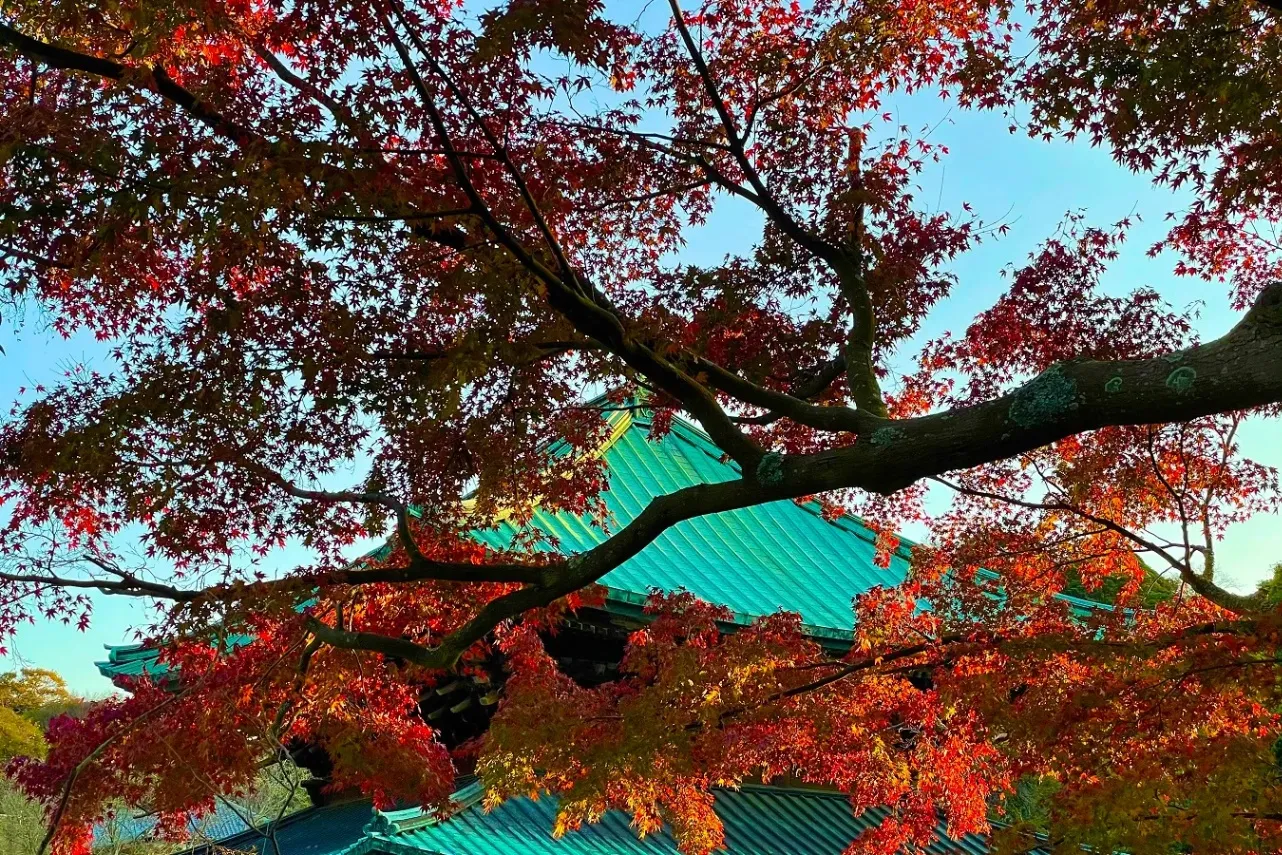 【2026】鎌倉「紅葉」の名所8選!見ごろやライトアップ情報も紹介_4116203