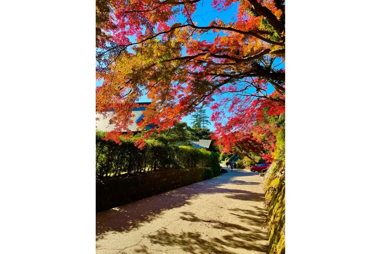 【2026】鎌倉「紅葉」の名所8選!見ごろやライトアップ情報も紹介_4116204