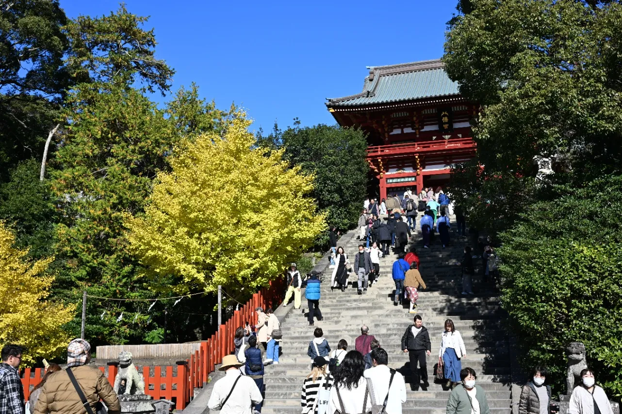 ▲鶴岡八幡宮 黄葉