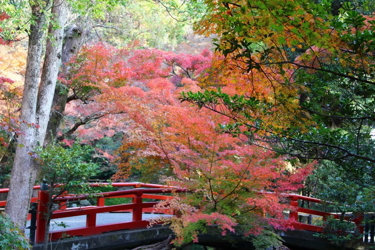 ▲鶴岡八幡宮 紅葉