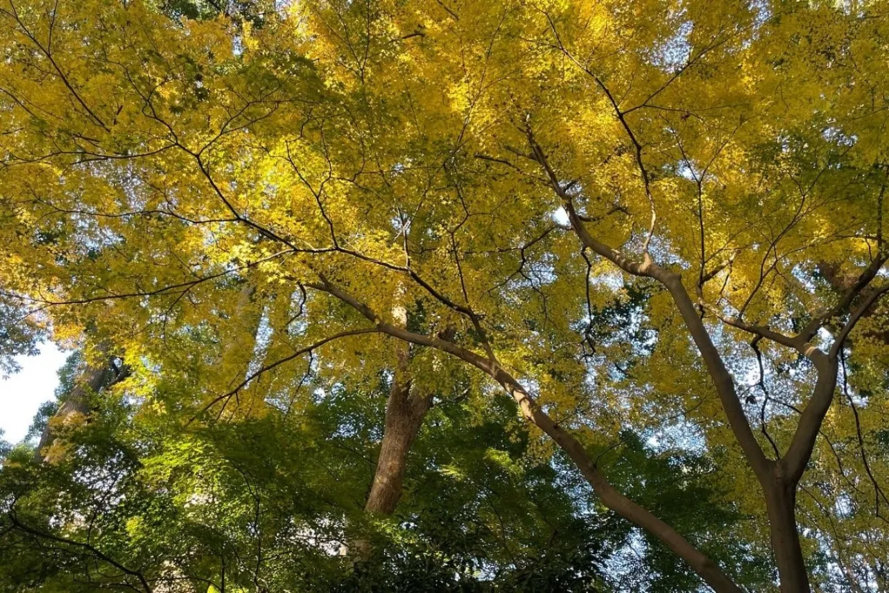 ▲鎌倉宮 黄葉