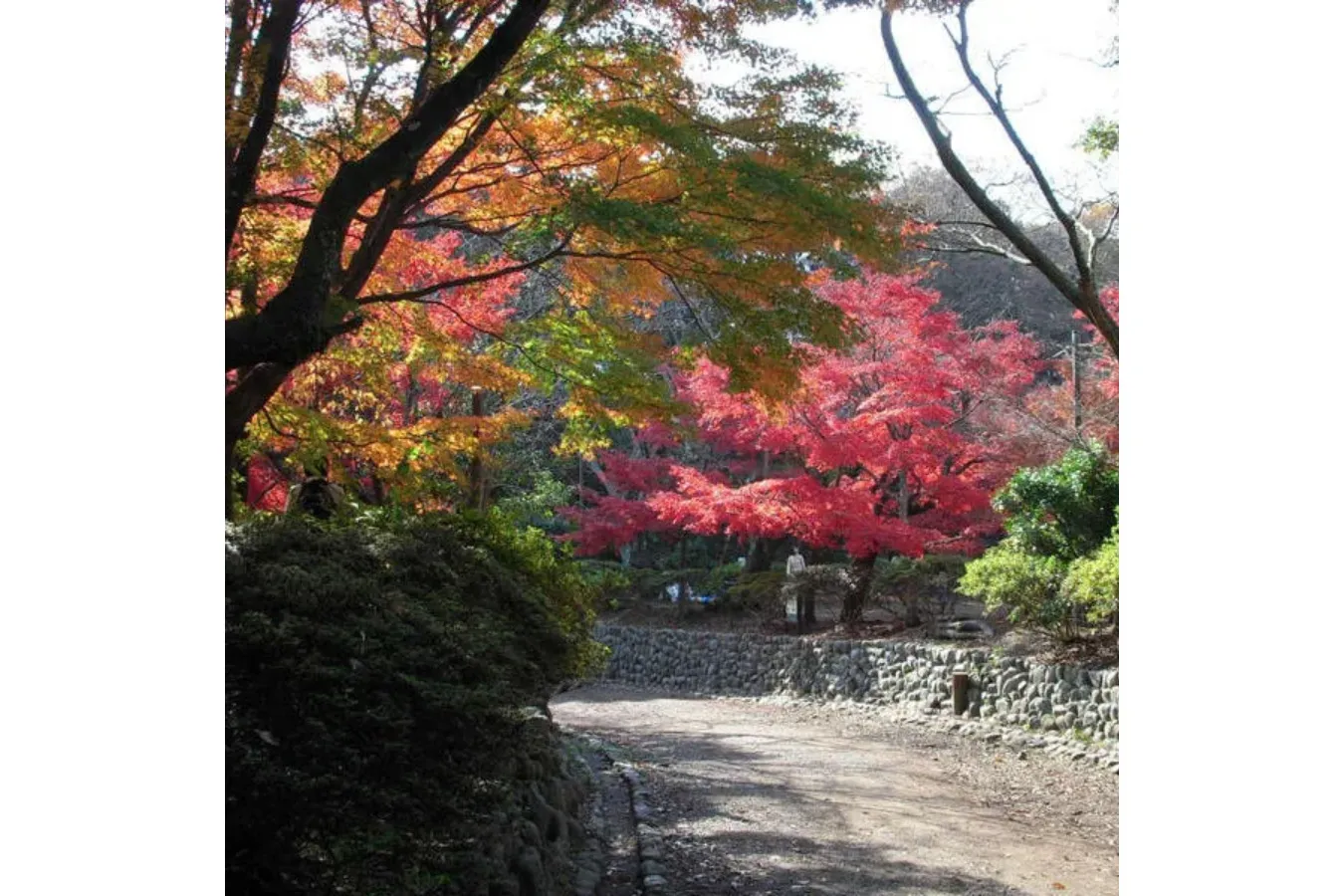 【2026】鎌倉「紅葉」の名所8選!見ごろやライトアップ情報も紹介_4116212