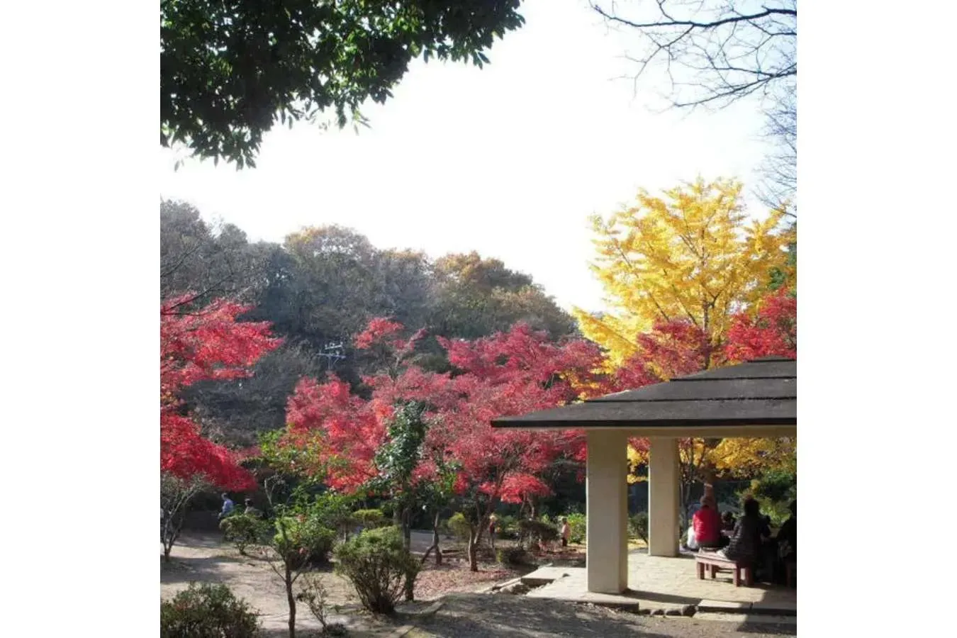 【2026】鎌倉「紅葉」の名所8選!見ごろやライトアップ情報も紹介_4116213