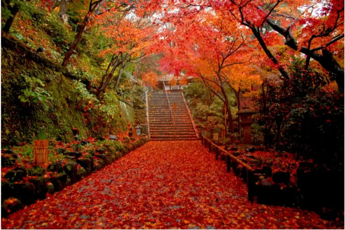 【2026】鎌倉「紅葉」の名所8選！見ごろやライトアップ情報も紹介