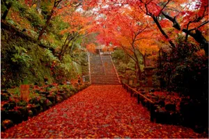 【2026】鎌倉「紅葉」の名所8選！見ごろやライトアップ情報も紹介