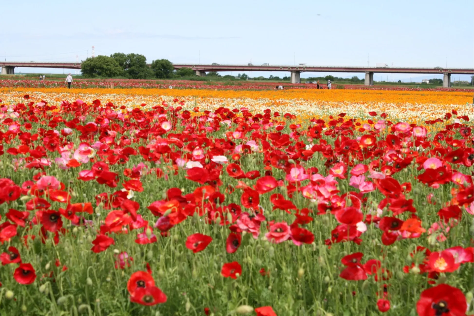 見ごろはいつ？関東「ポピー畑」の名所3選【2025】