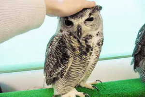 猫、犬、ふくろう♪ 都心で動物に会える癒し系スポットまとめ