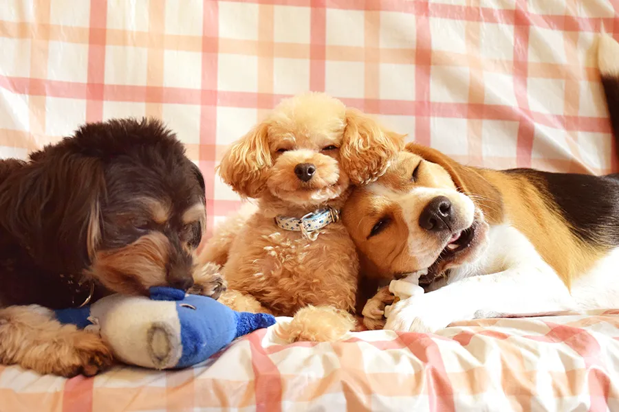 【2018年は戌年】犬好きカップルのデートなら！「看板犬」に会える都内カフェ5選