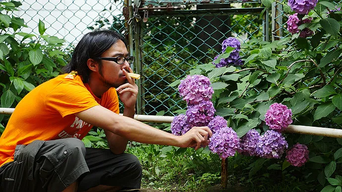 紫陽花にルマンドを隠す