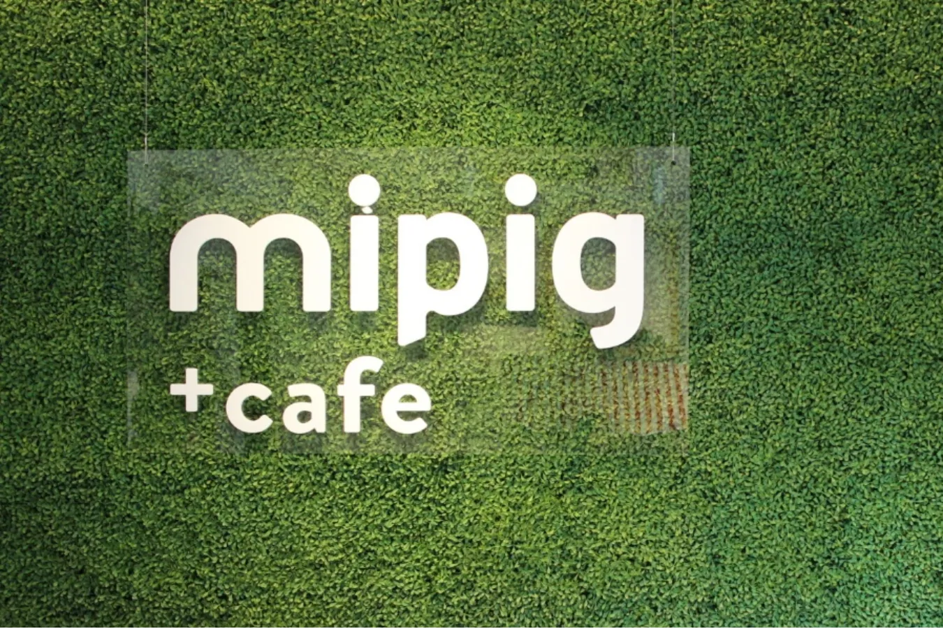 ミニサイズのマイクロブタさんと遊べる「マイピッグカフェ」レポ_639378