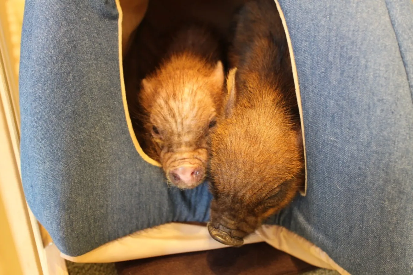 ミニサイズのマイクロブタさんと遊べる「マイピッグカフェ」レポ_639379