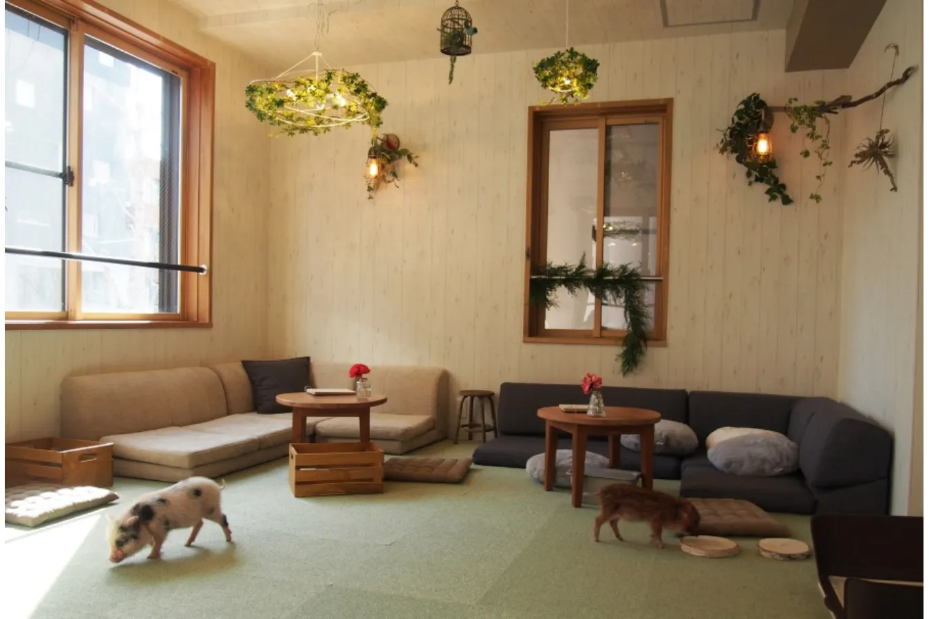 ミニサイズのマイクロブタさんと遊べる「マイピッグカフェ」レポ_639380