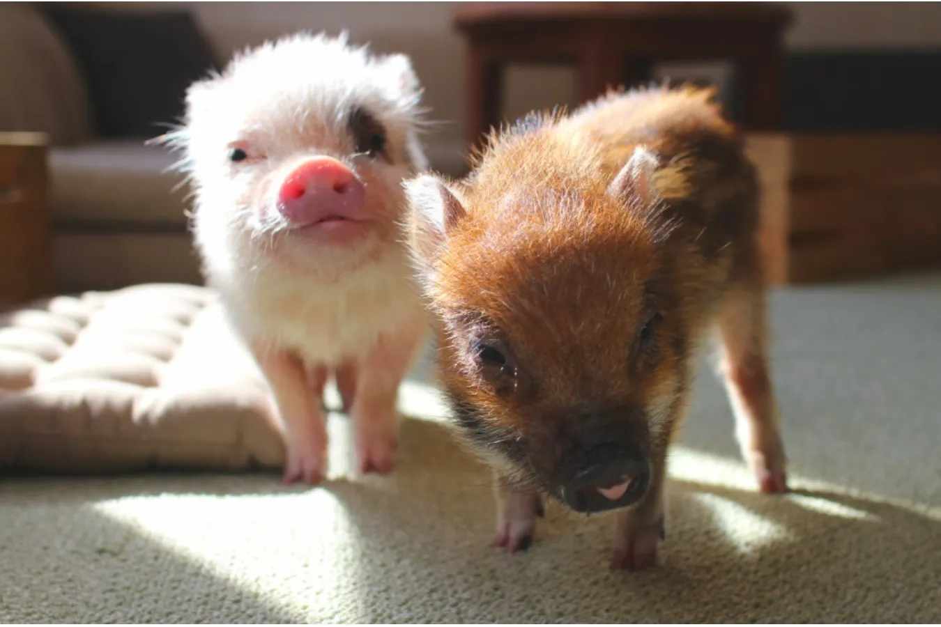 ミニサイズのマイクロブタさんと遊べる「マイピッグカフェ」レポ_639381