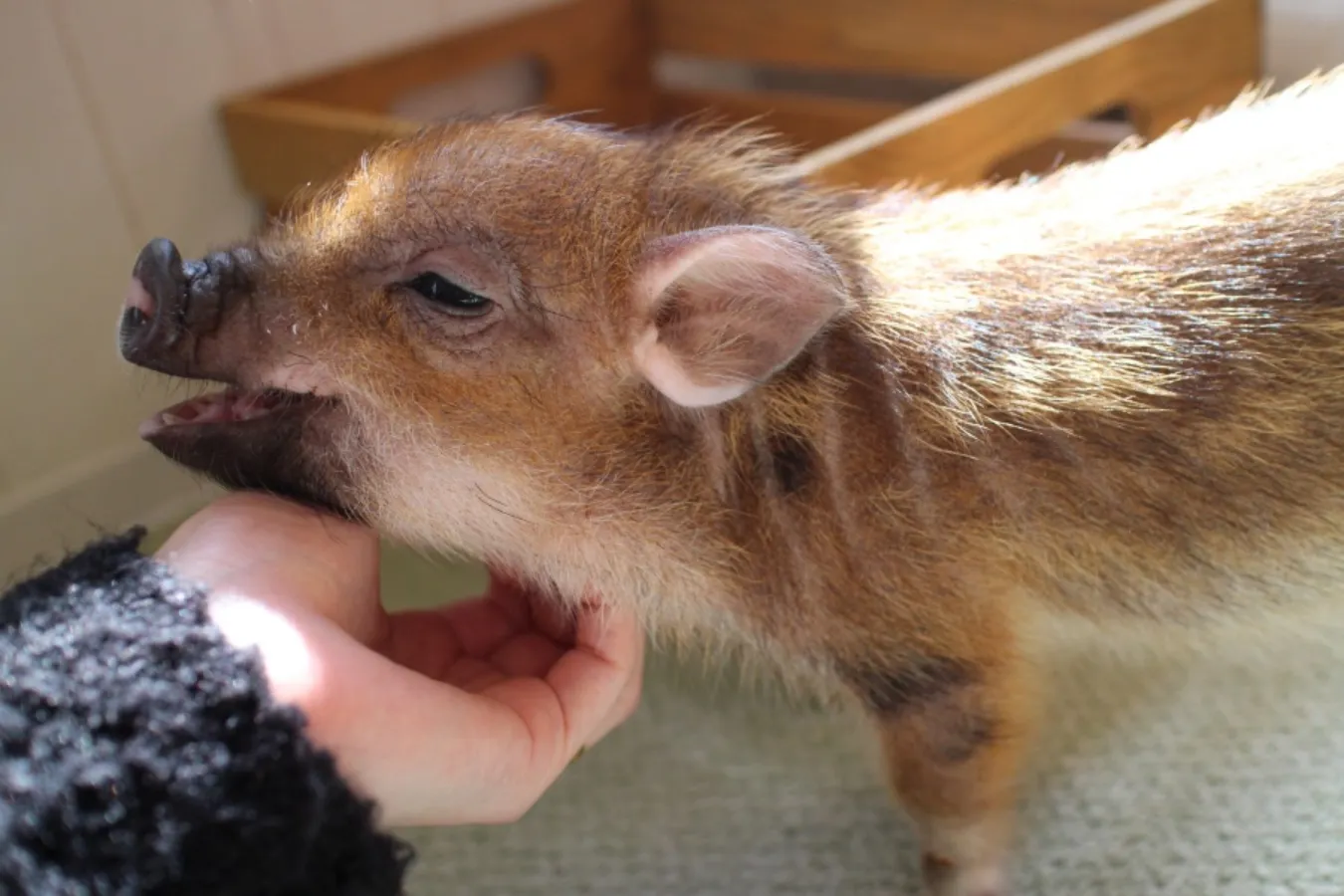 ミニサイズのマイクロブタさんと遊べる「マイピッグカフェ」レポ_639382