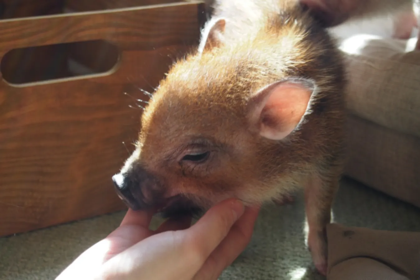 ミニサイズのマイクロブタさんと遊べる「マイピッグカフェ」レポ_639383