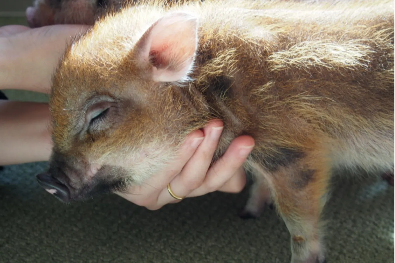 ミニサイズのマイクロブタさんと遊べる「マイピッグカフェ」レポ_639384