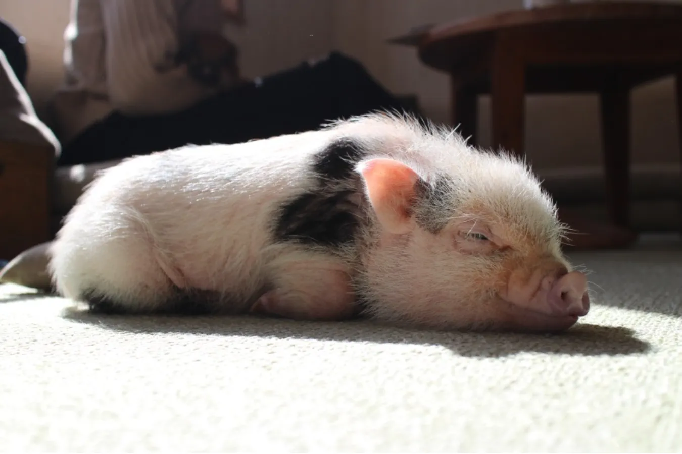 ミニサイズのマイクロブタさんと遊べる「マイピッグカフェ」レポ_639385