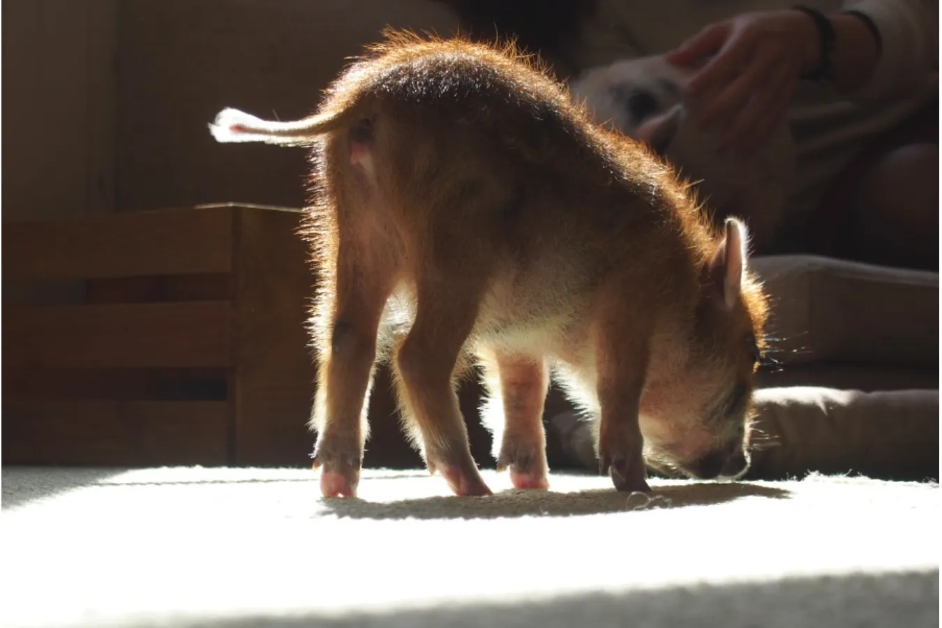 ミニサイズのマイクロブタさんと遊べる「マイピッグカフェ」レポ_639386