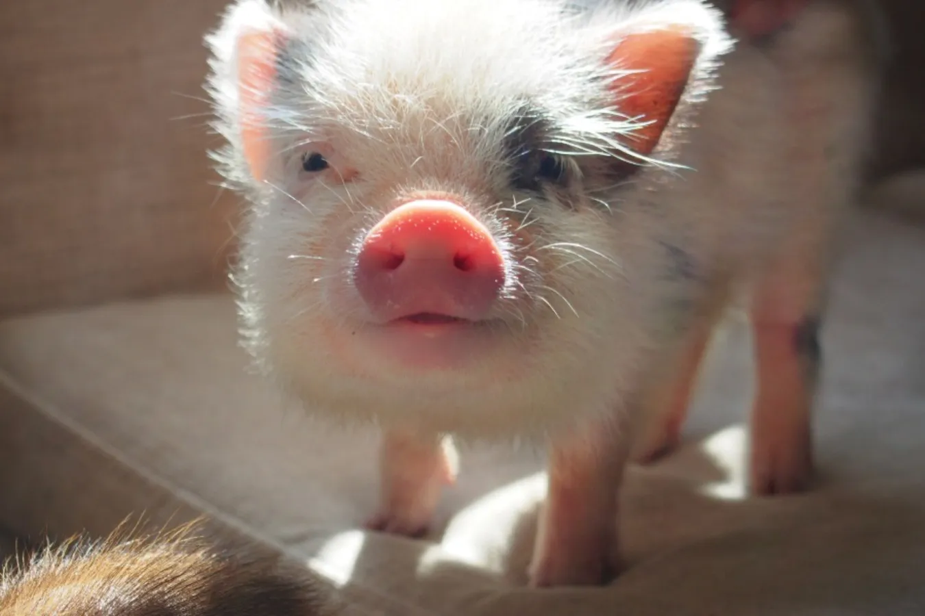 ミニサイズのマイクロブタさんと遊べる「マイピッグカフェ」レポ_639387